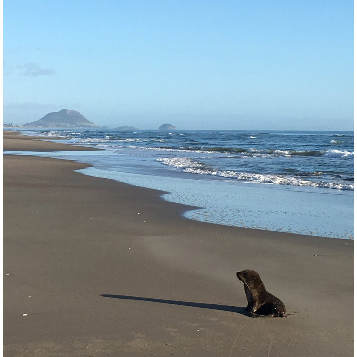 seal at papamoa