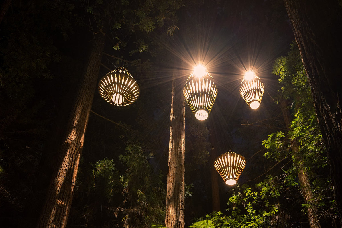 Treetop Redwood Walk Rotorua Thuebridge lights