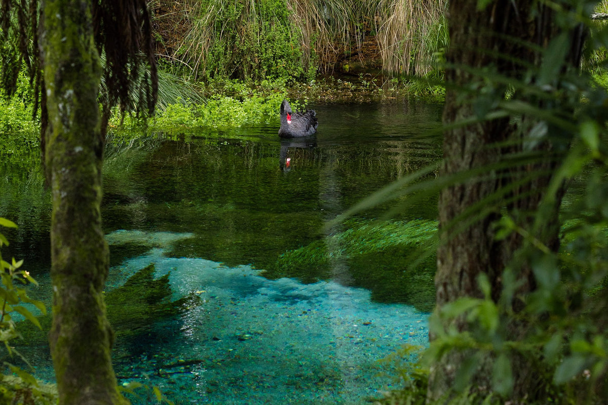 Walking in Paradise at Hamurana Springs 
