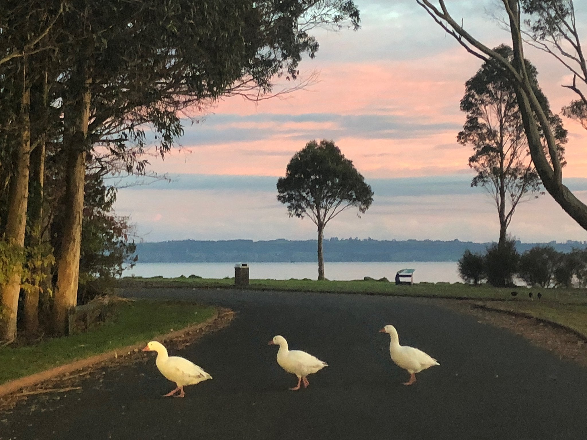 Our favourite free things to do with the kids in Rotorua