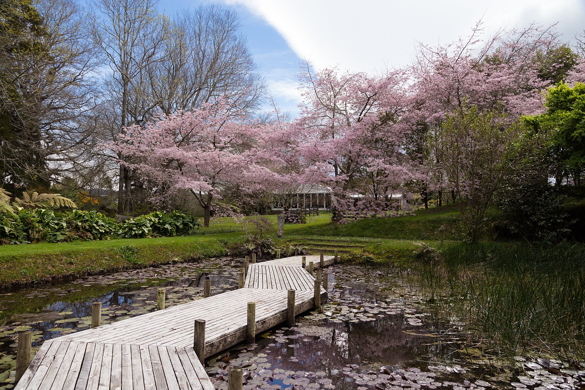 Waterlily Gardens
