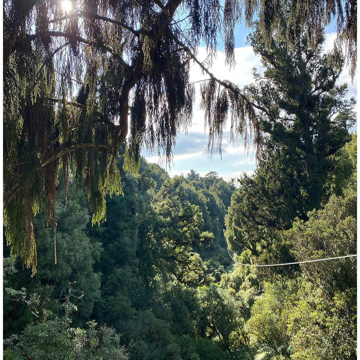 Rotorua Canopy Tour