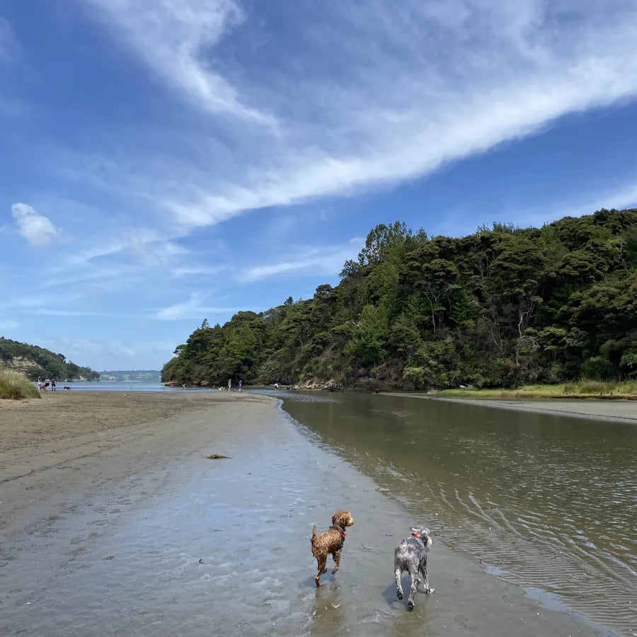 9 dog parks to go to with your best friend in Auckland