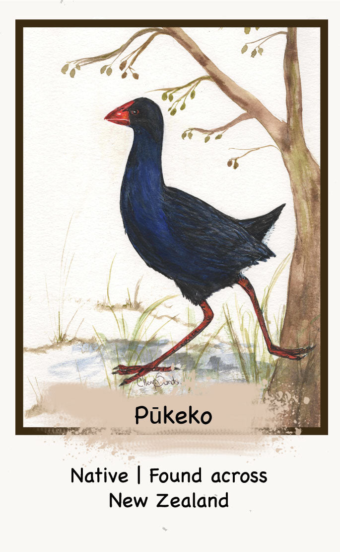 The NZ Bird Edition