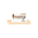 The NZ Bird Edition